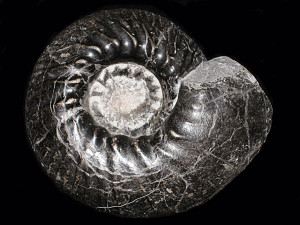 Polyptychites hapkei ( Jeletzky & Kemper, 1988 )