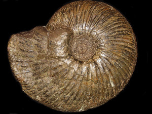 Polyptychites ( Propolyptychites ) tenuicostatus ( Kemper, 1976 )