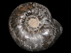 Polyptychites robustus ( Koenen, 1909 )