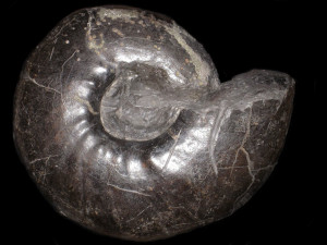 Polyptychites saxonicus ( Jeletzky & Kemper, 1988 )