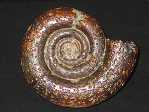 Protetragonites quadrisulcatus ( d’Orbigny, 1841 )