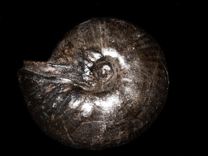 Valanginites nucleus var. nucleus ( Phillips in Roemer, 1841 )