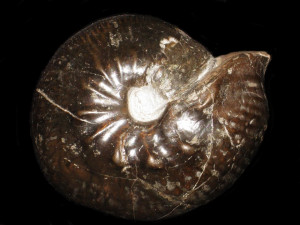 Valanginites nucleus var. wilfridi ( Karakasch, 1902 )
