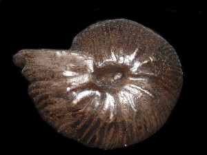 Valanginites nucleus var. wilfridi ( Karakasch, 1902 )