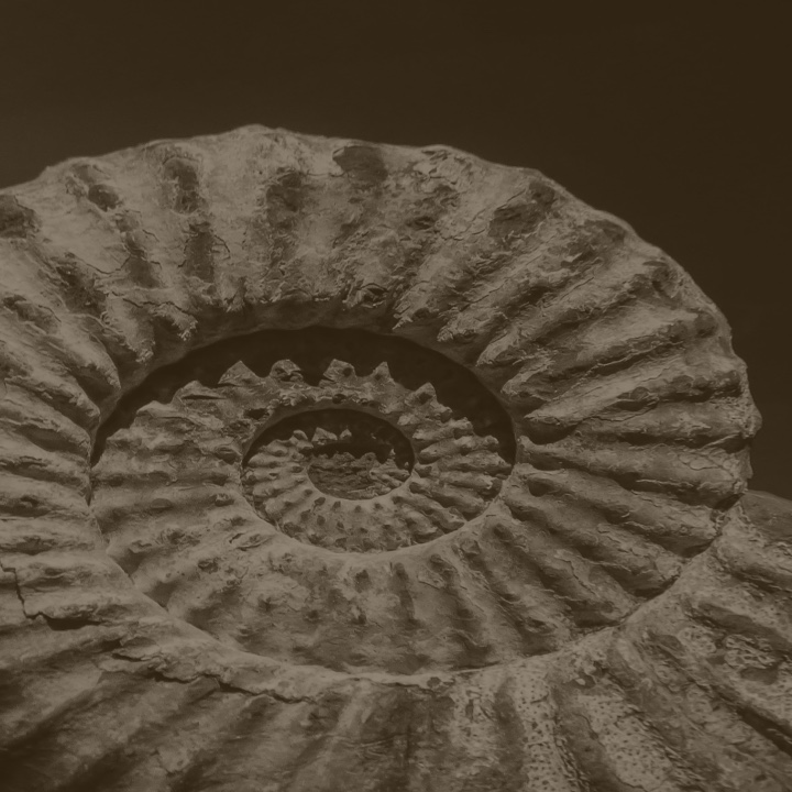 (c) Ammoniten.org
